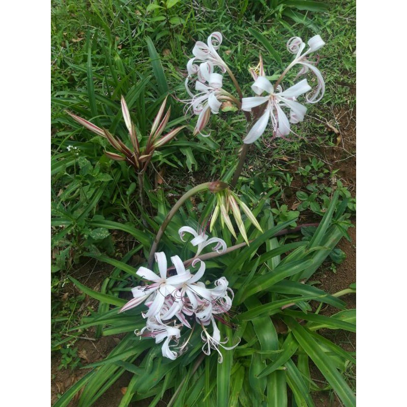 umbi amarilis/bunga amarilis/bunga bakung/amarilis warna ungu