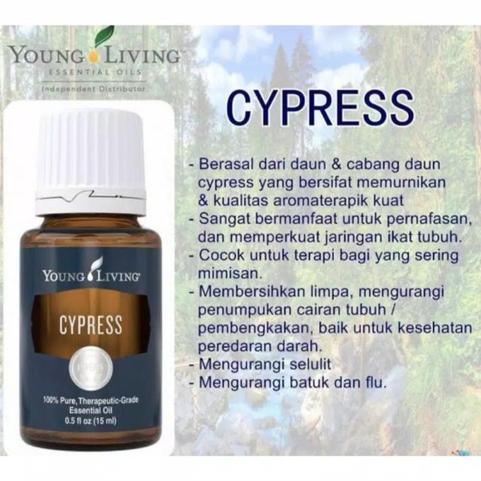 Cypress Essential Oil Young Living 15ml Mamembong 06 Shopee Indonesia