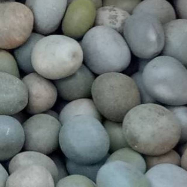 

Biji gorek atau buah kebiul isi banyak 3 kg kualitas terbaik