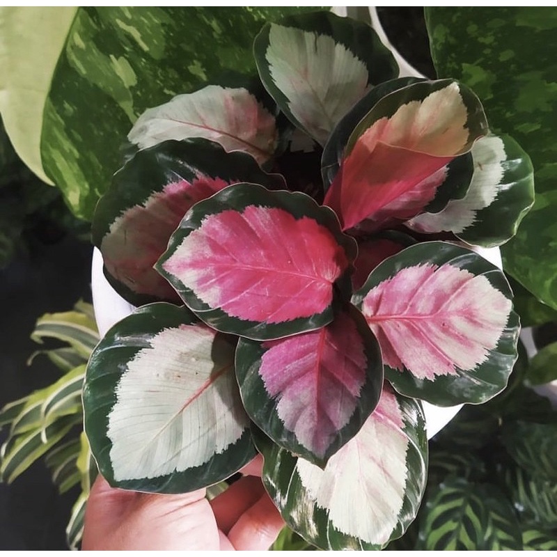 Calathea Pink Rossy Murah / Calathea Anakan Pink Rossy