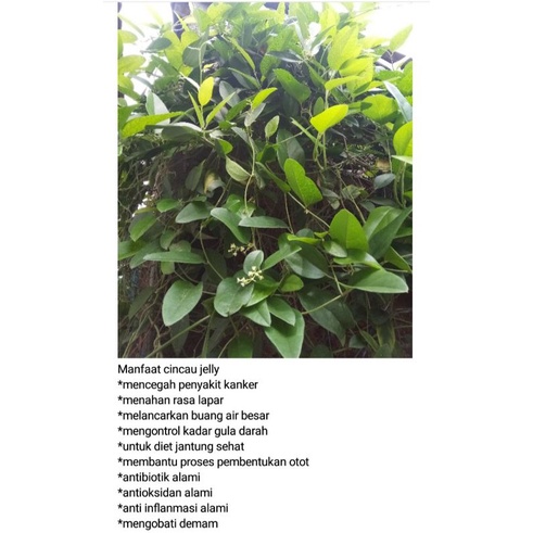 

daun cincau jelly 1kg