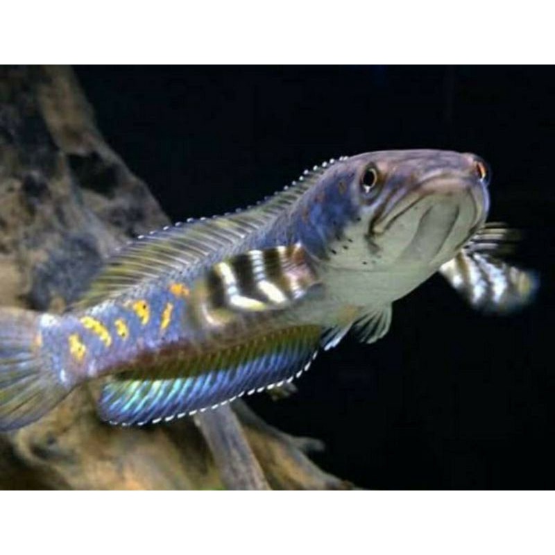 CHANNA BLUE PULCHRA 6-7cm calon GONDRONG