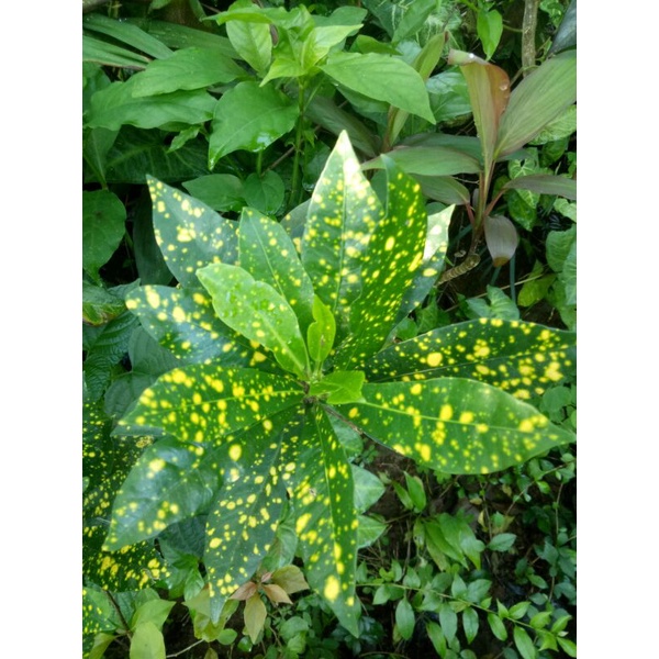 tanaman hias puring varigata - puring bintik kuning - puring langka