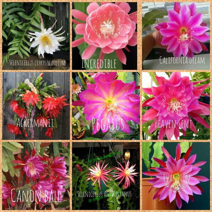 tanaman hias wijaya kusuma - bibit dewasa - Bibit bunga besar Epiphyllum (berakar)