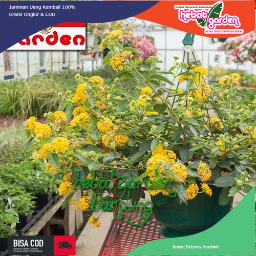 Lantana bunga kuning-lantana bandana yellow