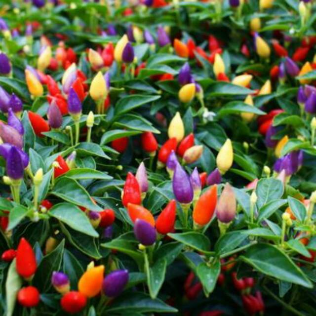 Benih Cabe Bolivian Rainbow