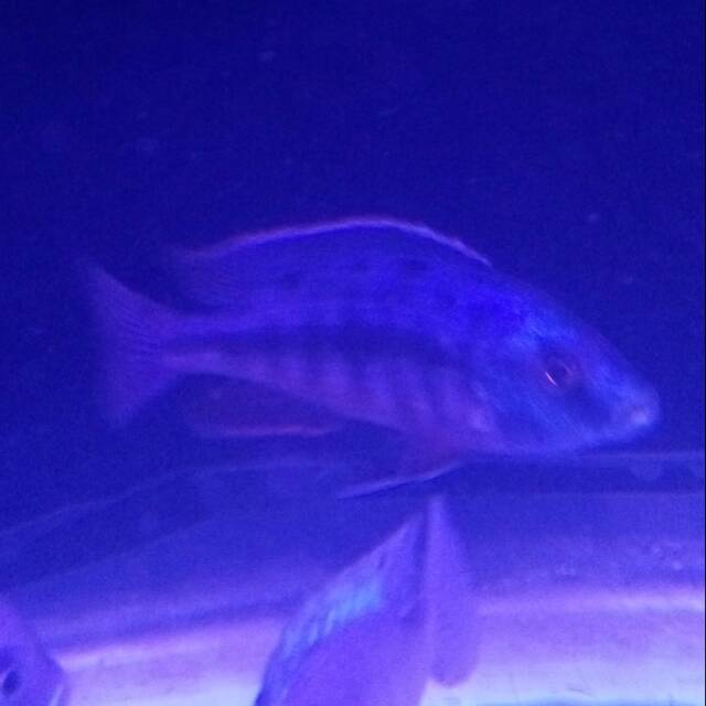 Red Empres Jumbo African Cichlid
