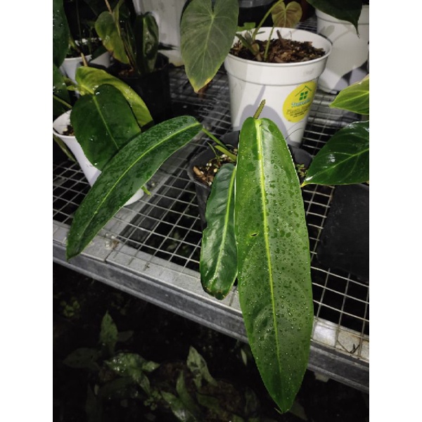 philodendron patriciae