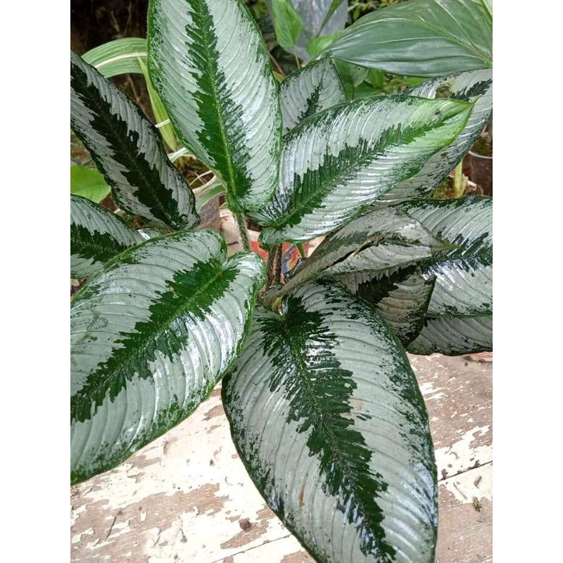 Schismatoglottis sp borneo