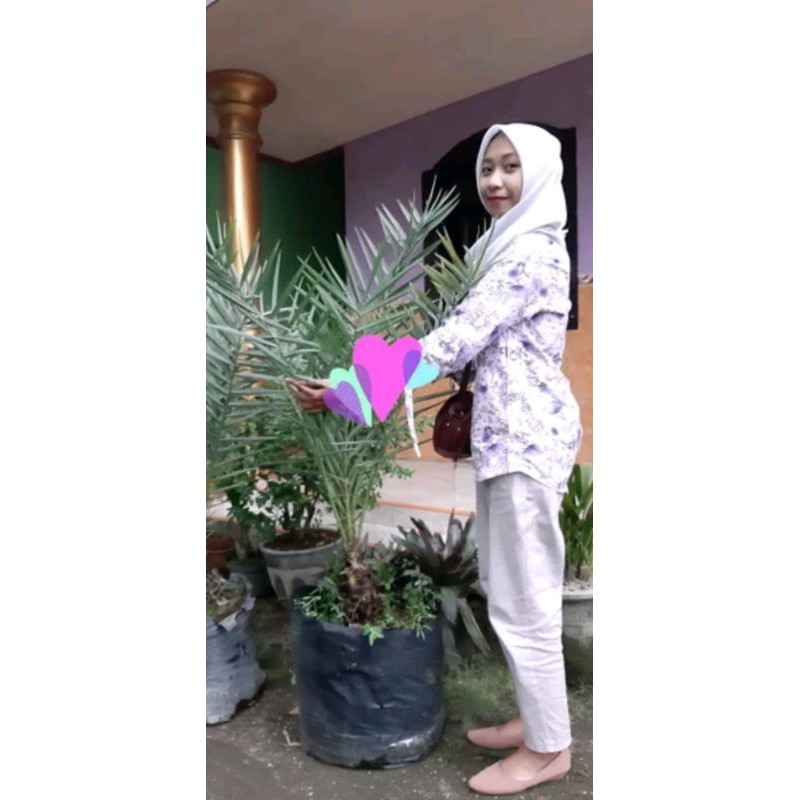 Bibit Kurma Thailand Tropis