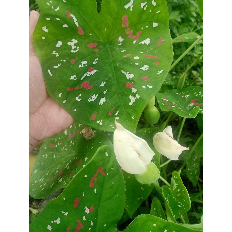 bibit talas hias termurah