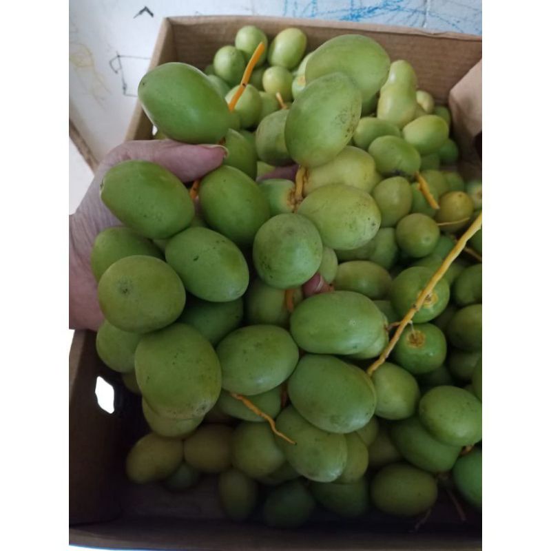

promil kurma muda fress,promil alami kurma muda no frozen 250gram