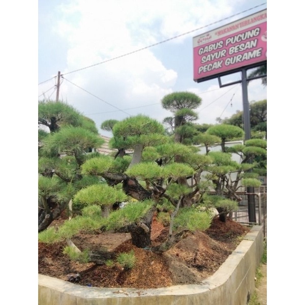 BONSAI TAMAN CEMARA UDANG