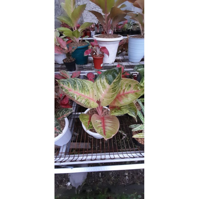 AGLONEMA MOONLIGHT