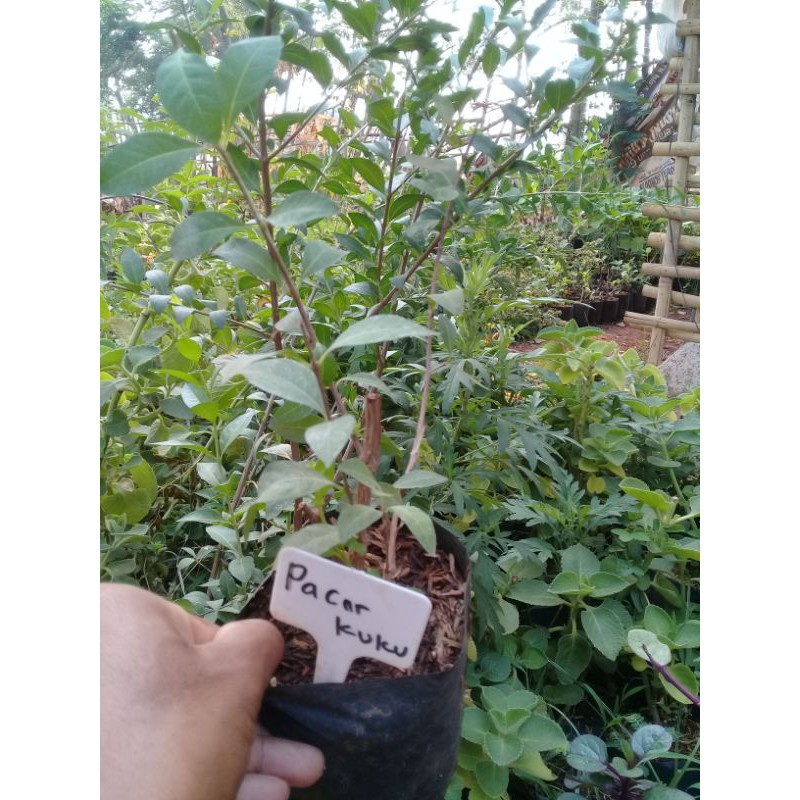 tanaman pacar kuku Inai