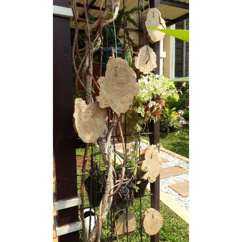 Media kayu kopi untuk anggrek