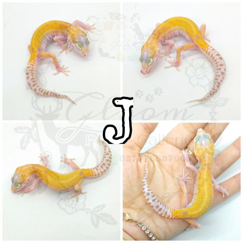 Leopard Gecko juvenile Raptor RS Red Stripe Line poss Snow inc Female FREE CALCIUM