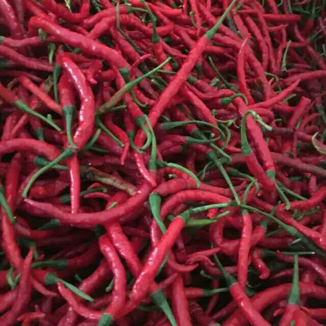 

Cabe merah keriting