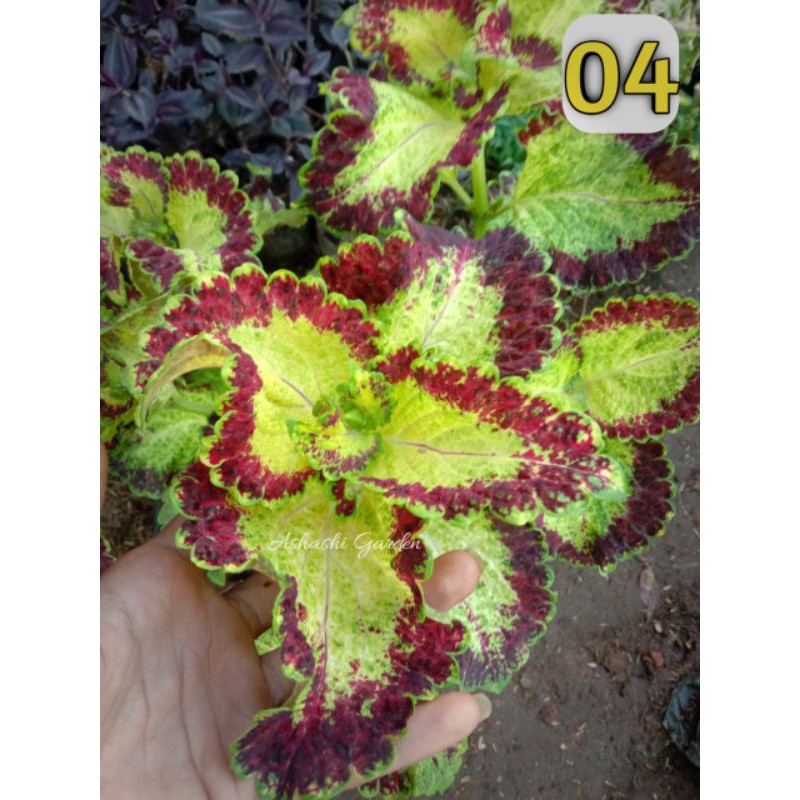 miana Arjuna - miana premium