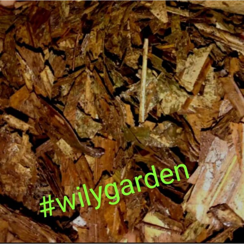 Media tanam humus kompos daun bambu kering