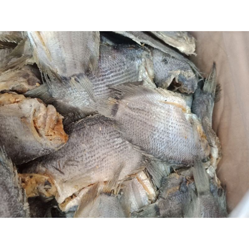 

sepat atau siem tanpa kepala