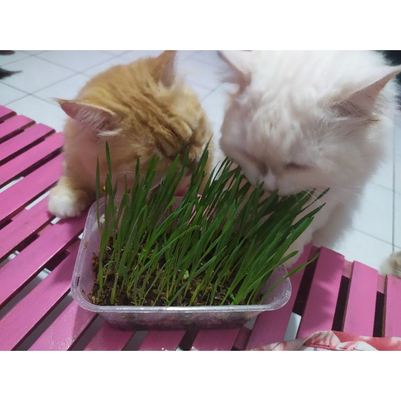 Rumput kucing , cat grass, benihnya saja (2bungkus)