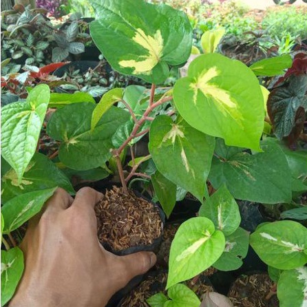 Tanaman Sirih  Herbal Varigata/Tanaman Hias rambat Sirih Varigata/Sirih Varigata