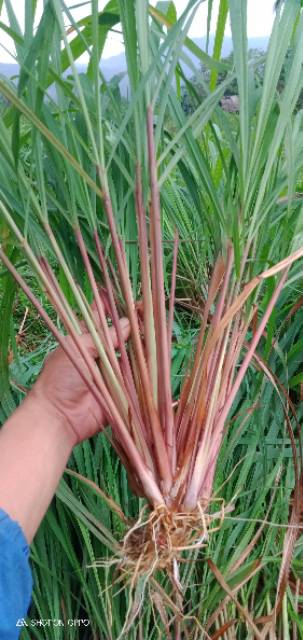 

Serai wangi,sereh merah press(1kg)