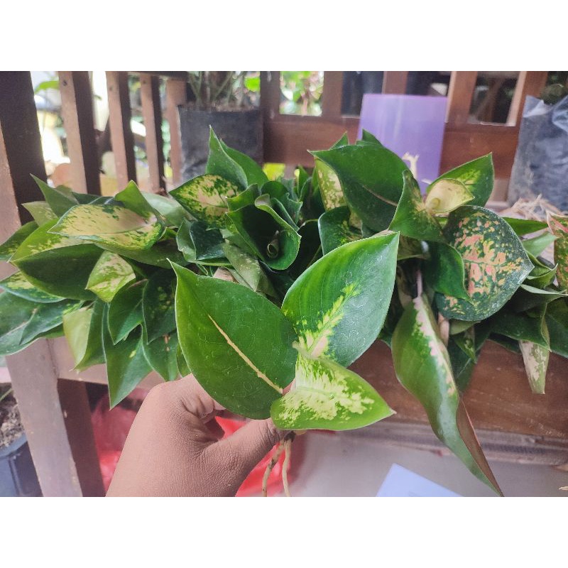 aglonema kocin kuning