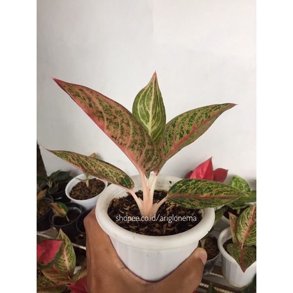 aglaonema aglonema red legacy ramaja otw indukan