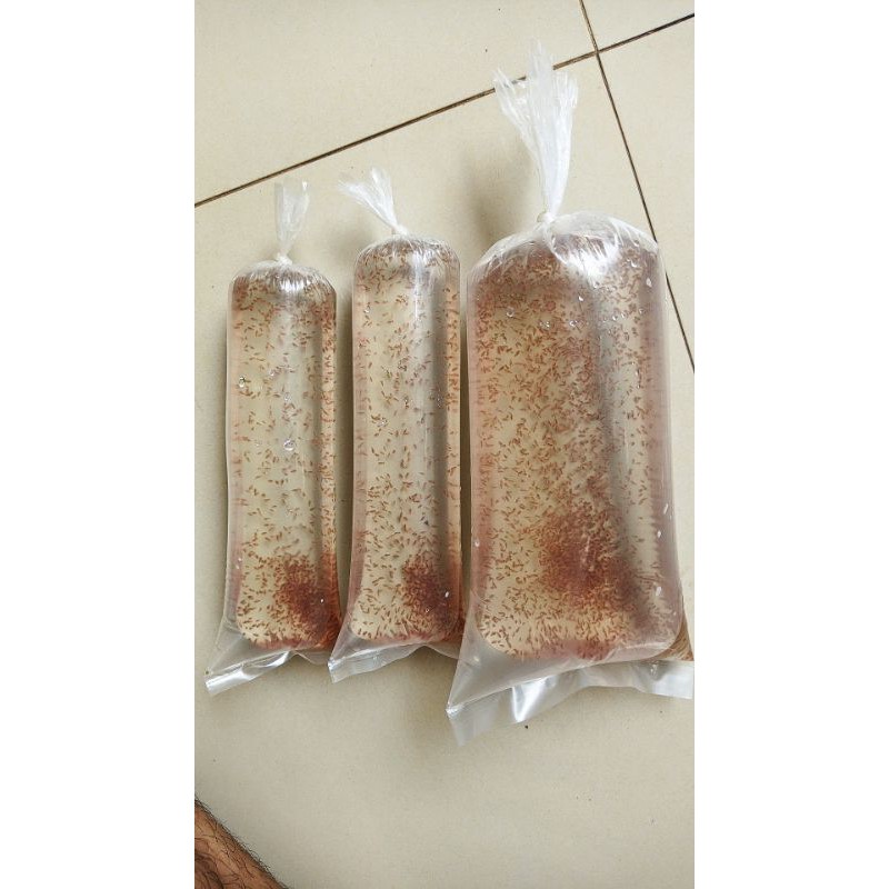 Paket kultur Daphnia Magna