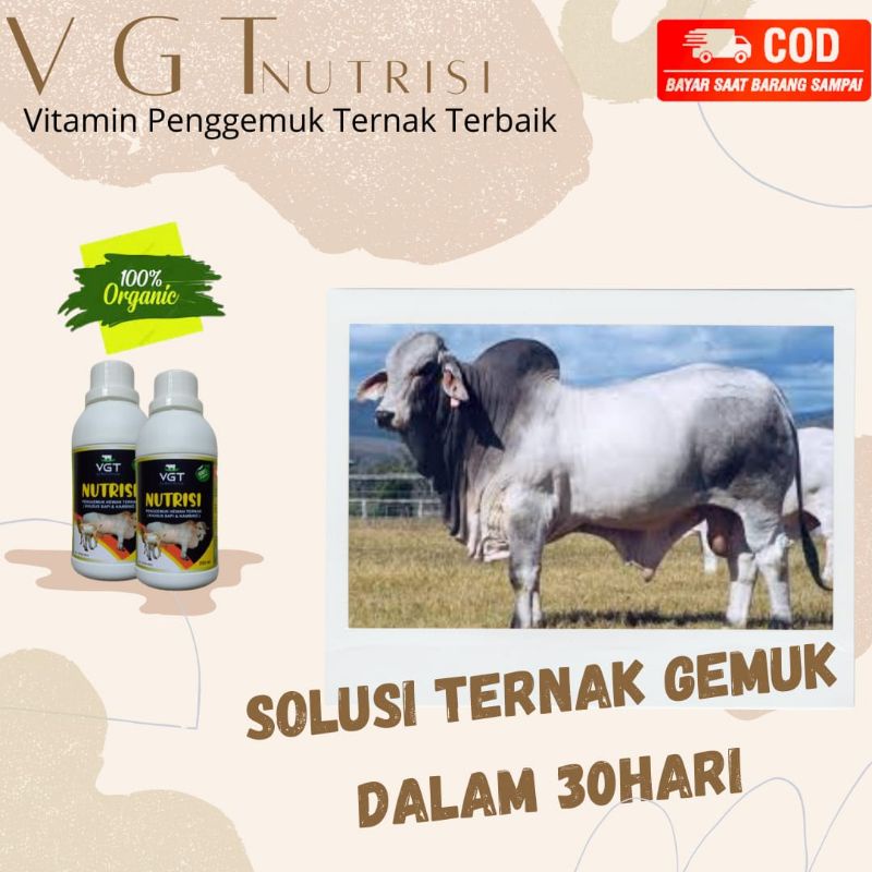 (COD)VGT Penggemuk Hewan Ternak Sapi