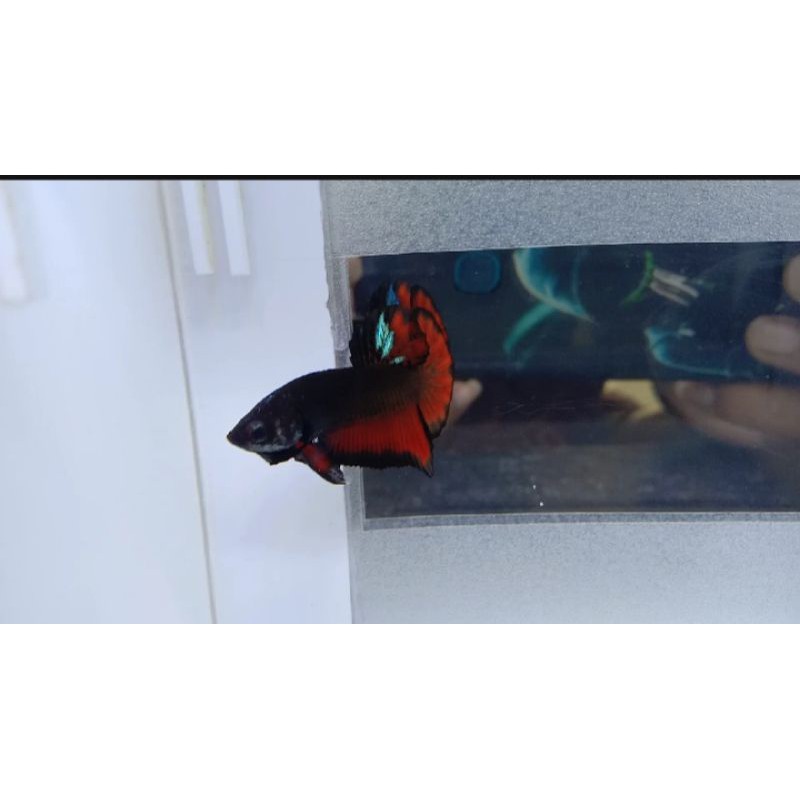 ikan cupang.paket cupang avatar 25 ekor.