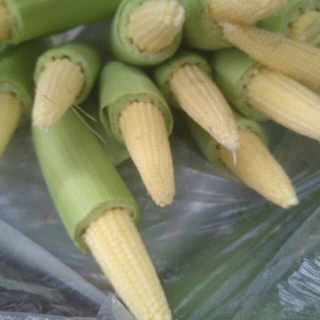 

Jagung muda baby / jagung kecil 220 gram