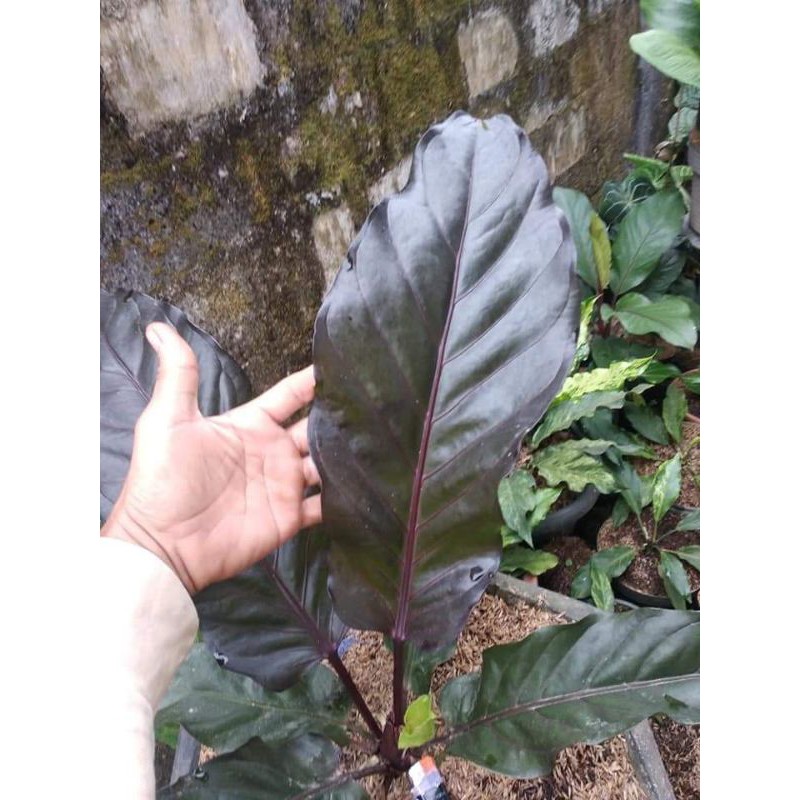 Anthurium black mamba