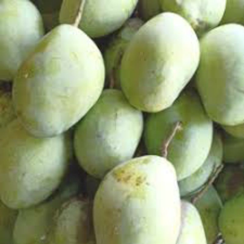 

MANGGA INDRAMAYU / MANGGA CENGKIR _ 1kg