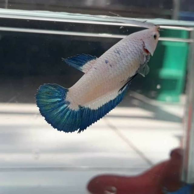 Ikan Cupang Bluerim Indukan Betina Female Blue Rim Shopee Indonesia