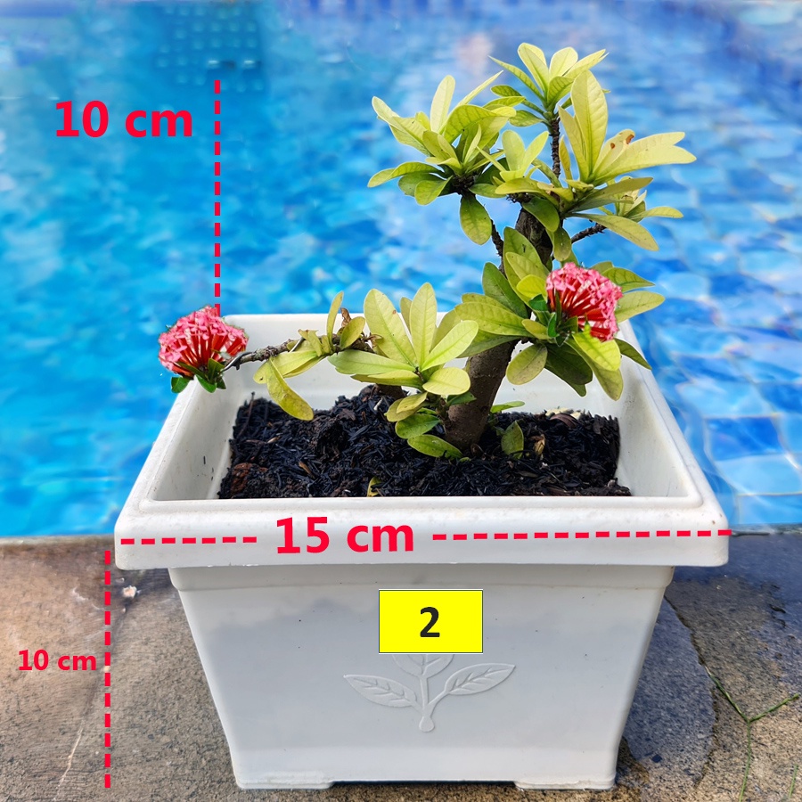 Tanaman Hias Bonsai Mame Soka Mini Asoka Jepang Ixora Pink B-SMP-004