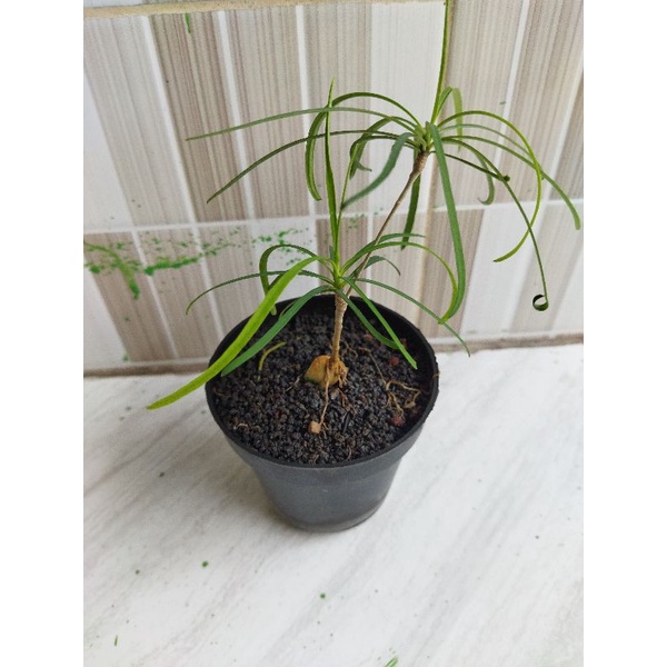 euphorbia heyditodies caudex