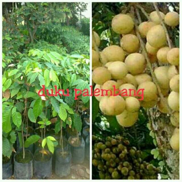 Bibit buah Duku palembang