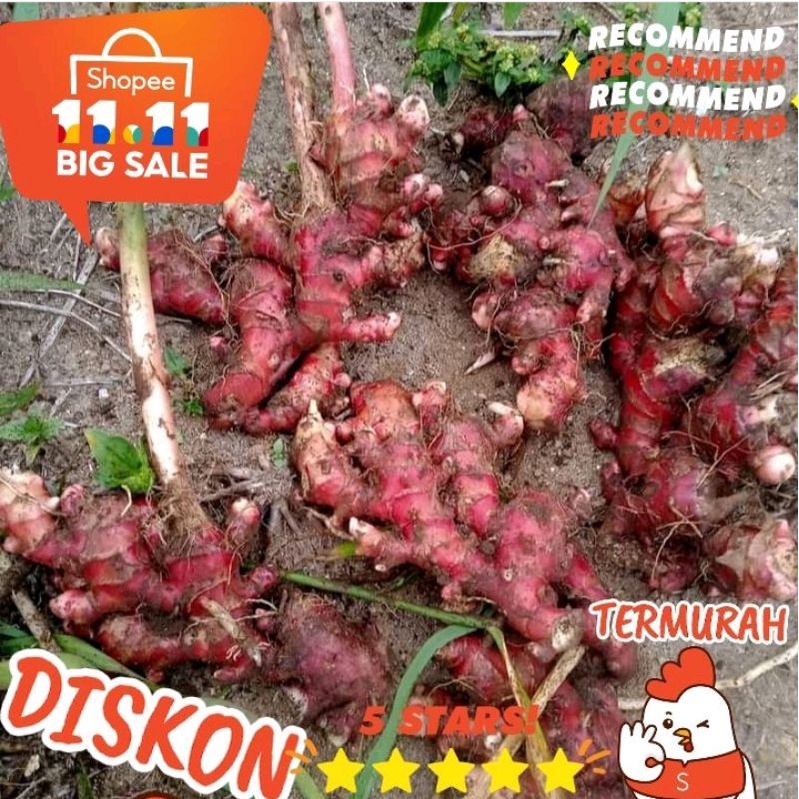 

JAHE MERAH 1 KG SIZE BESAR SUPER