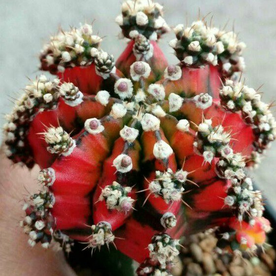 Paket 10pcs Biji Benih Kaktus Gymno Japan Clone