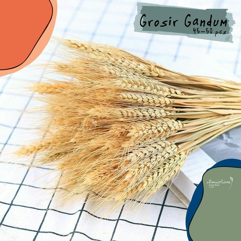 Bunga Gandum Kering Impor | Grosir