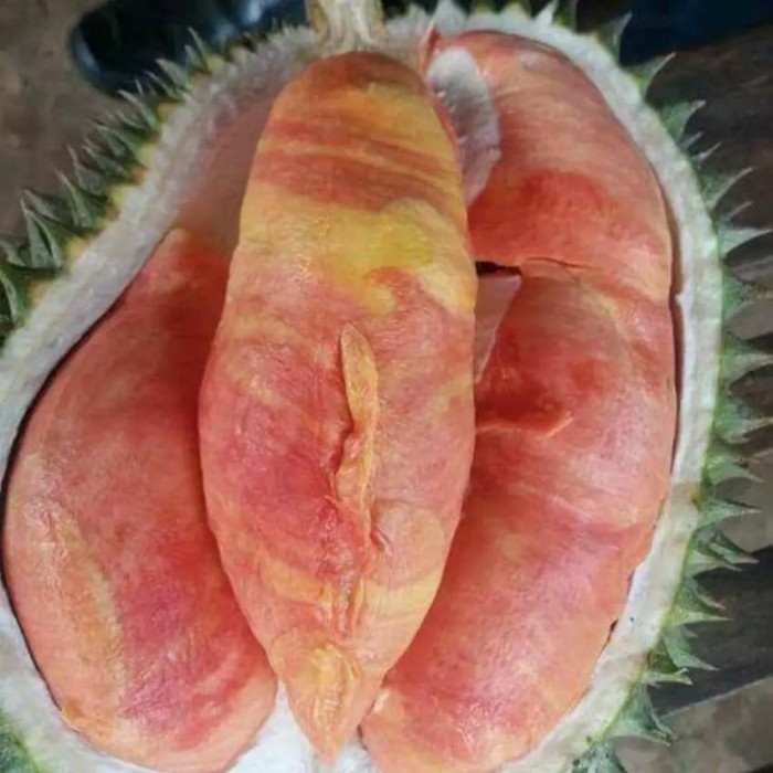 Bibit durian merah