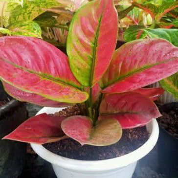 tanaman hias aglonema ayunindi pohon aglo remaja