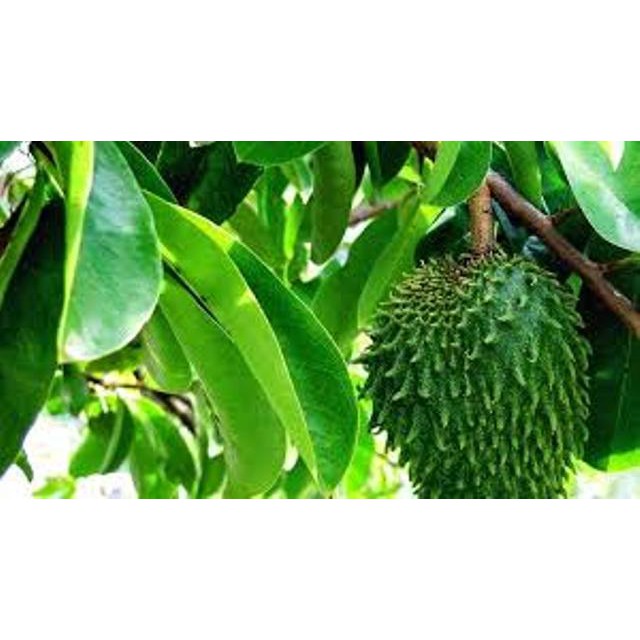 

HERBAL DAUN SIRSAK SEGAR PER 200 GRAM