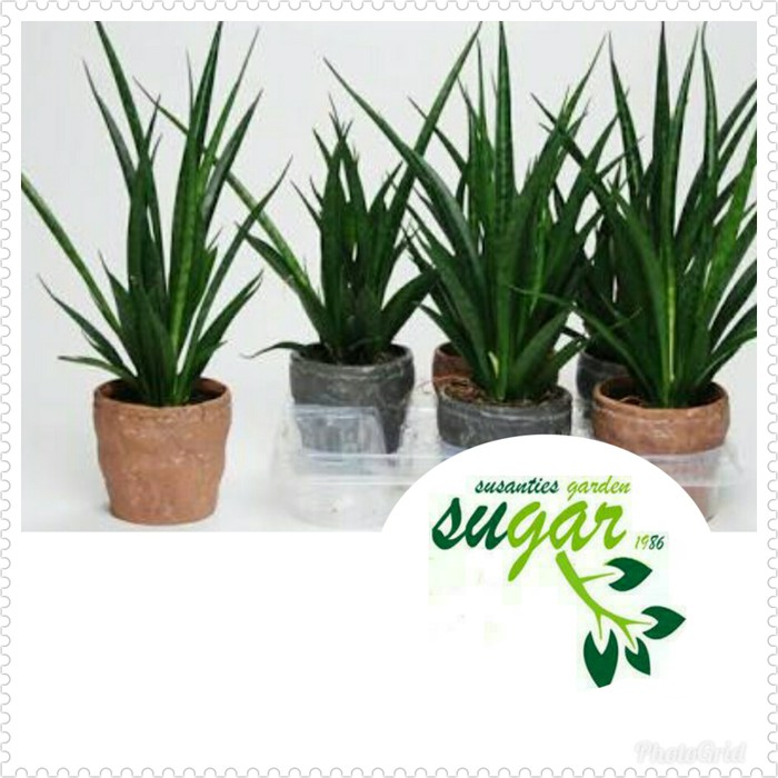 sansevieria kirkii