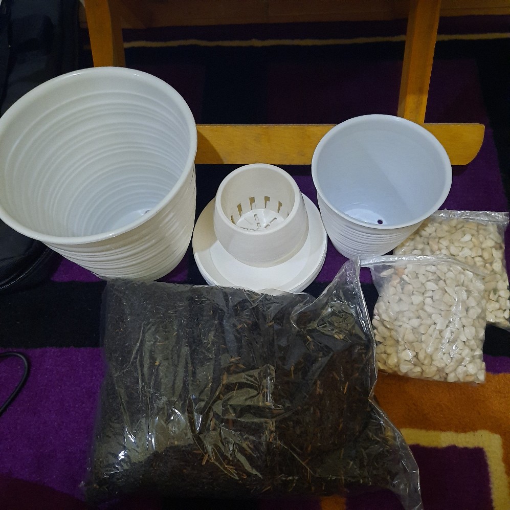 Pot Pirus Gucci Jet 101 Diameter 10 Cm