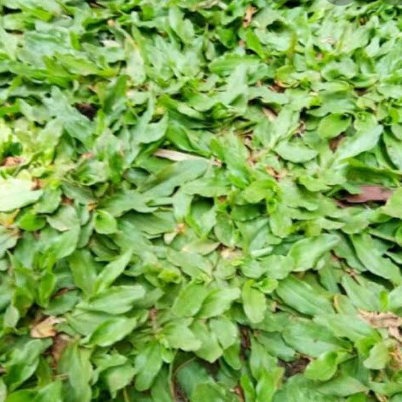 rumput gajah mini untuk dekorasi taman 1 meter