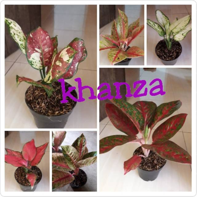 Bibit bunga aglonema import paket 6 batang